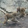 Photos, Video: Baby Baboons Play At Prospect Park Zoo